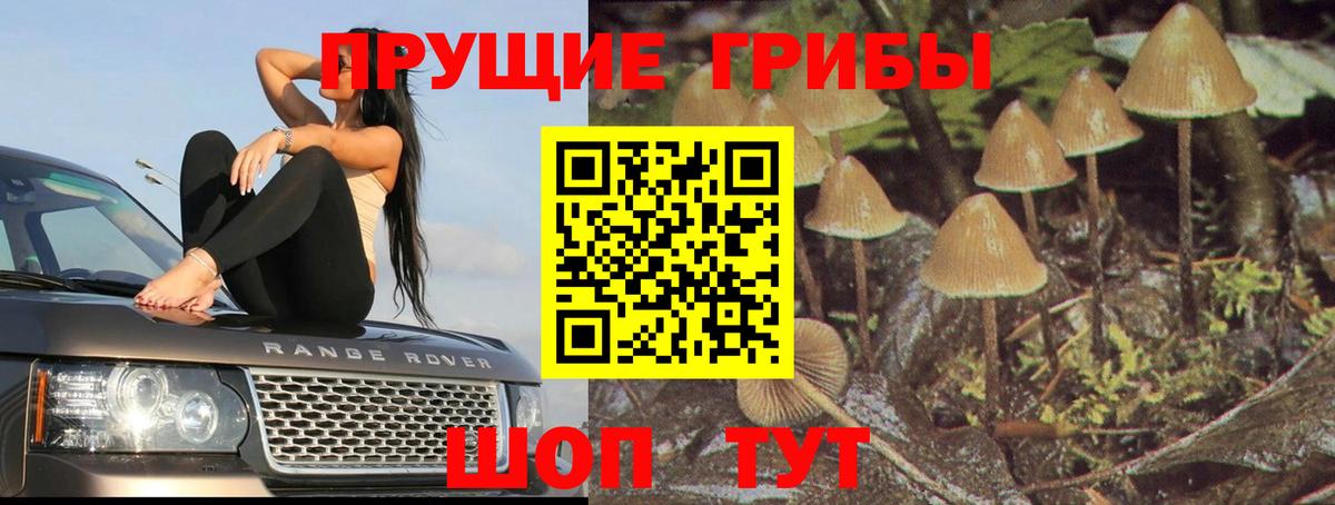 Псилоцибиновые грибы Cubensis Дербент